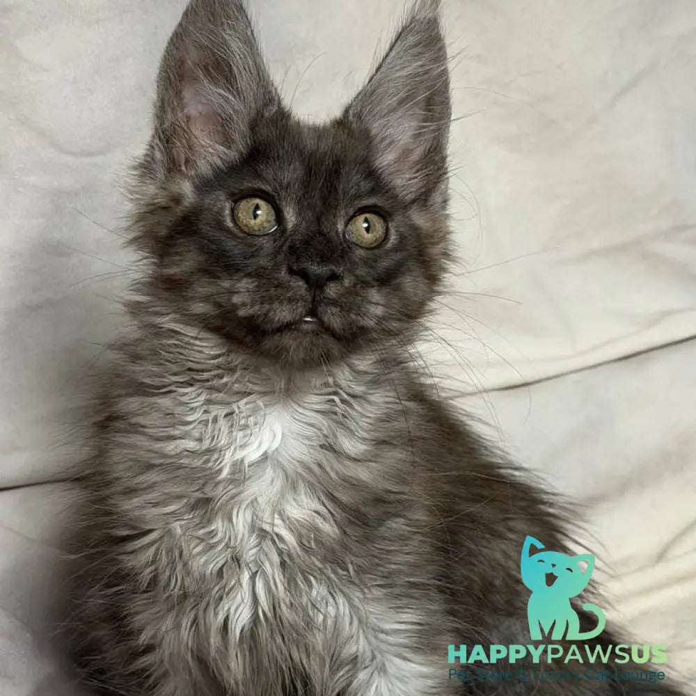 Ice Maine Coon polydactyl male black silver with white - live animals