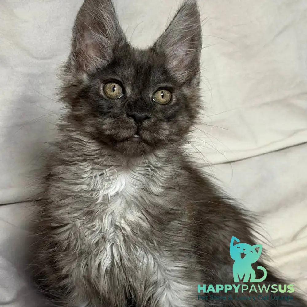 Ice Maine Coon polydactyl male black silver with white - live animals