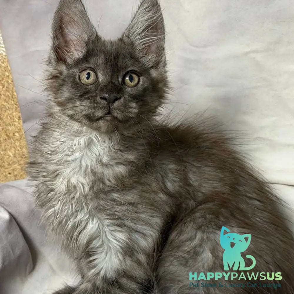 Ice Maine Coon polydactyl male black silver with white - live animals