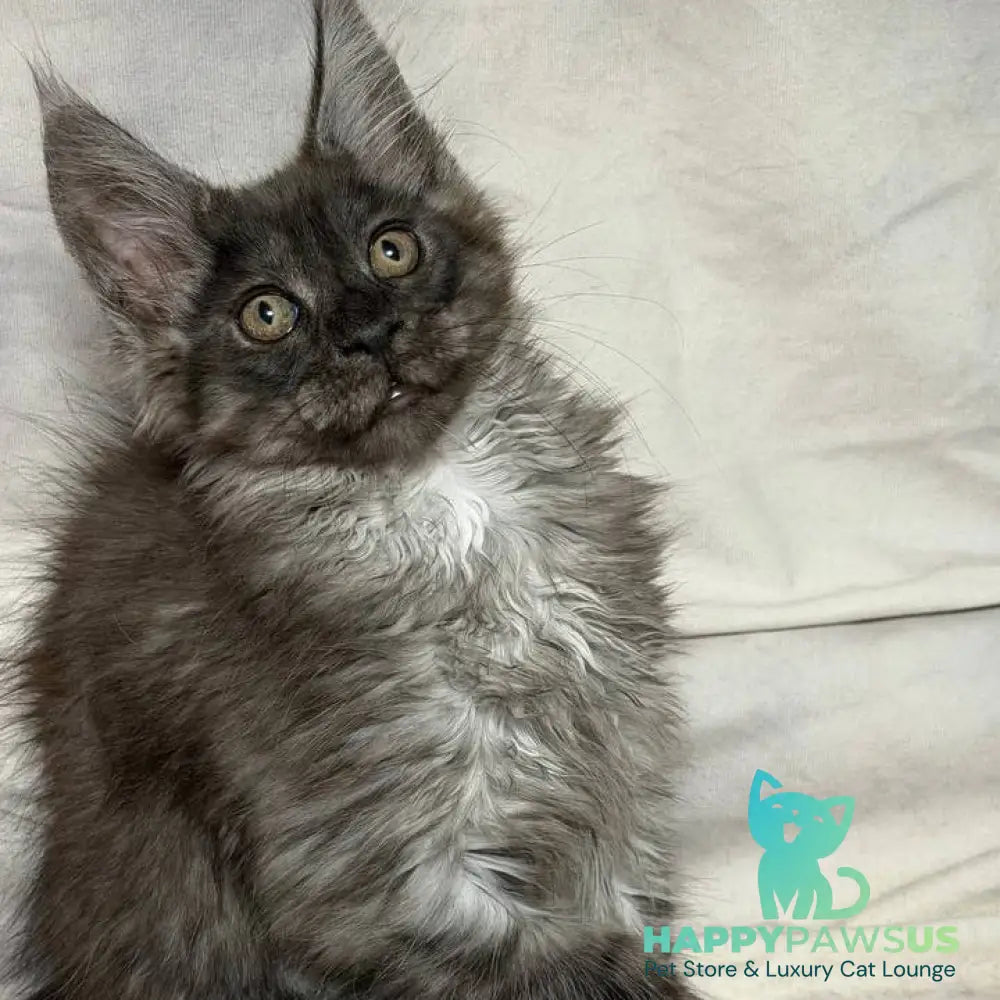 Ice Maine Coon polydactyl male black silver with white - live animals