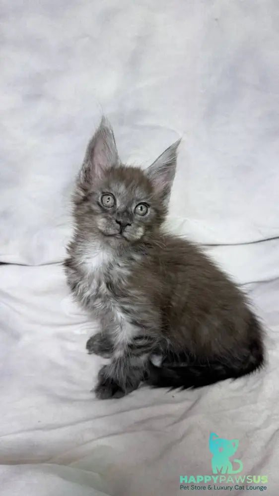 Ice Maine Coon polydactyl male black silver with white - live animals