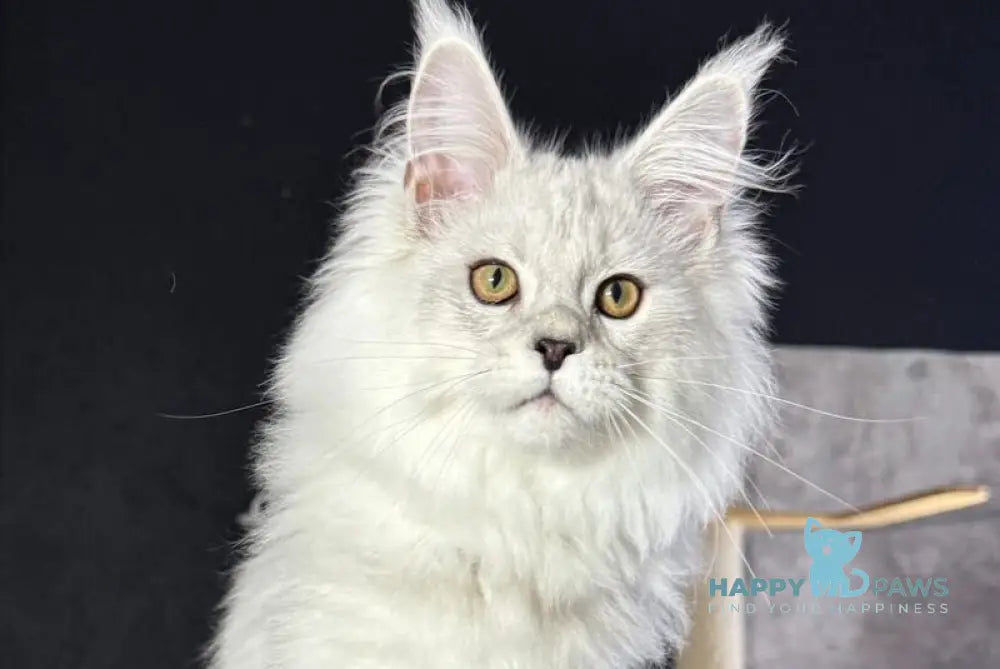 Impresario Maine Coon male black silver shaded live animals
