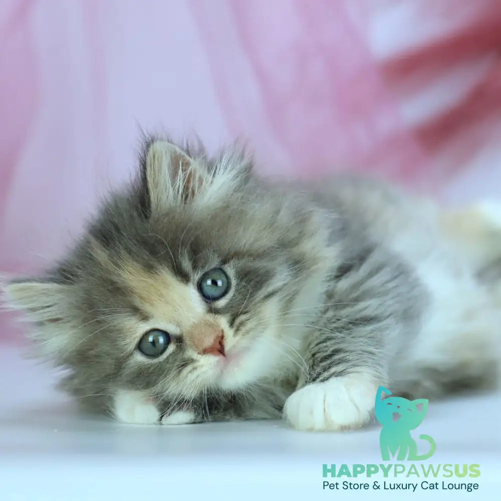 India Siberian female blue tortie with white spotted tabby - live animals