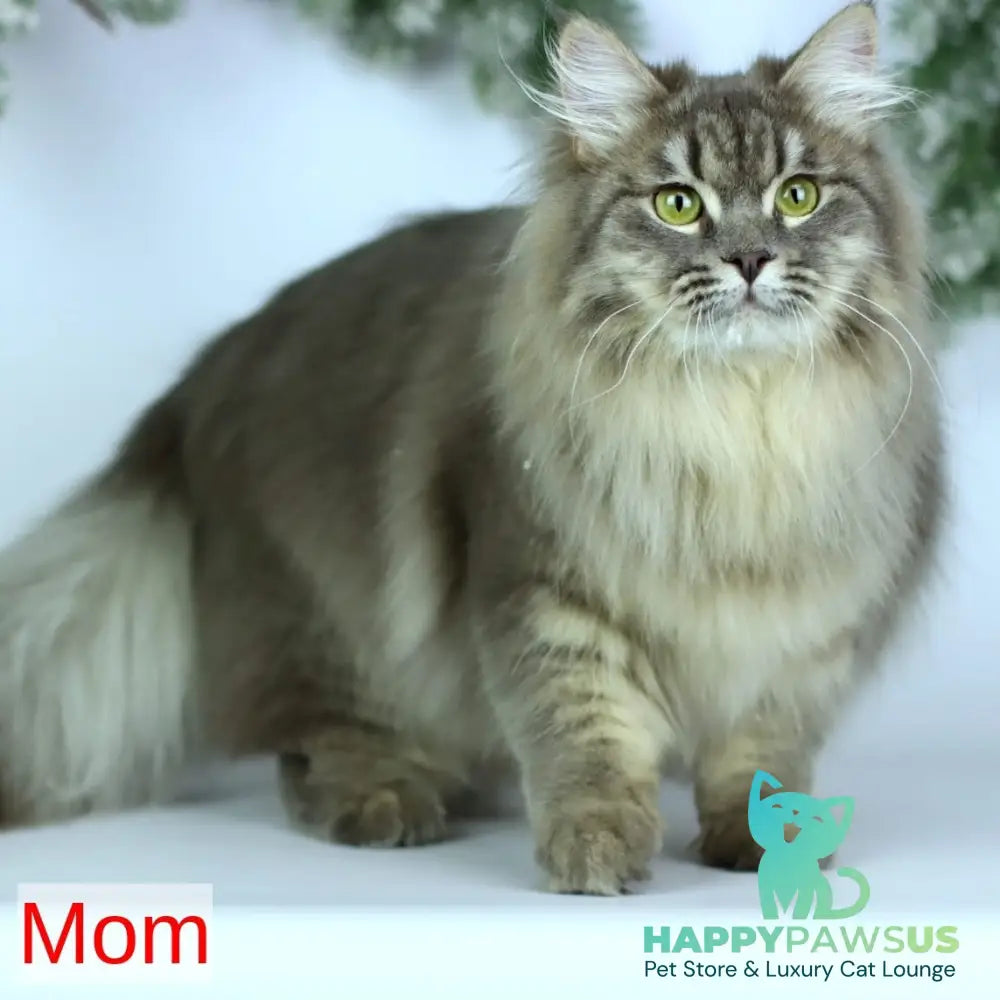 India Siberian female blue tortie with white spotted tabby - live animals
