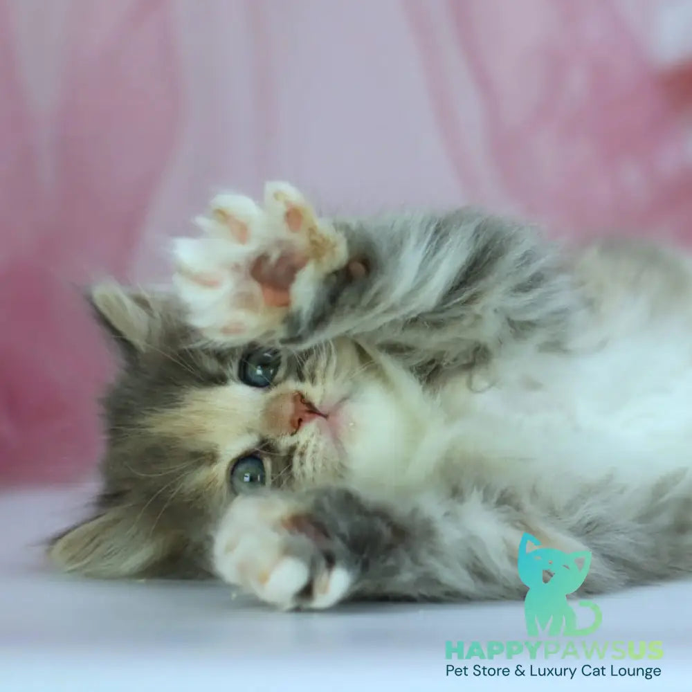 India Siberian female blue tortie with white spotted tabby - live animals