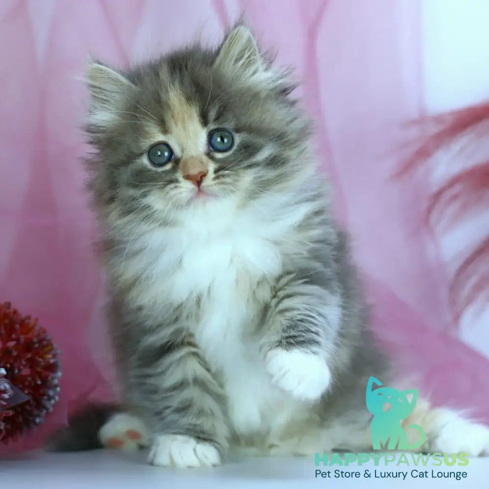 India Siberian female blue tortie with white spotted tabby - live animals