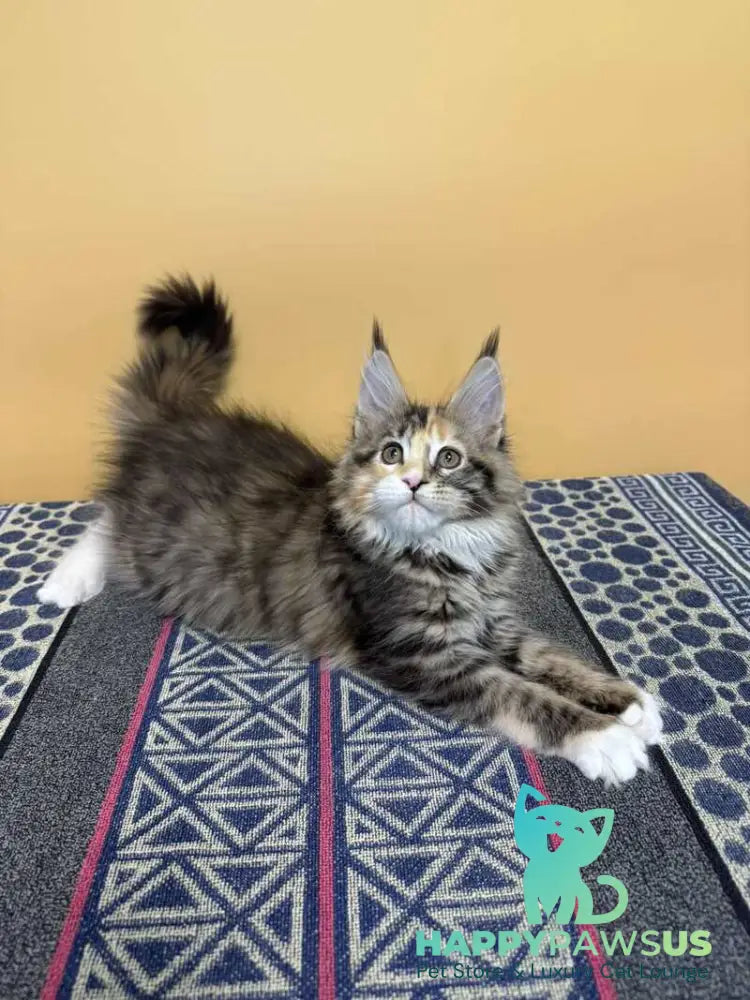 Indiana Maine Coon female black tortie tabby mitted live animals