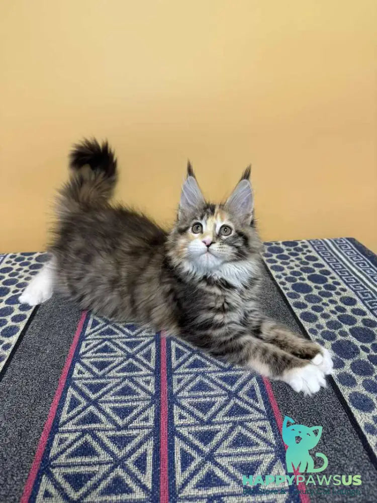 Indiana Maine Coon female black tortie tabby mitted live animals
