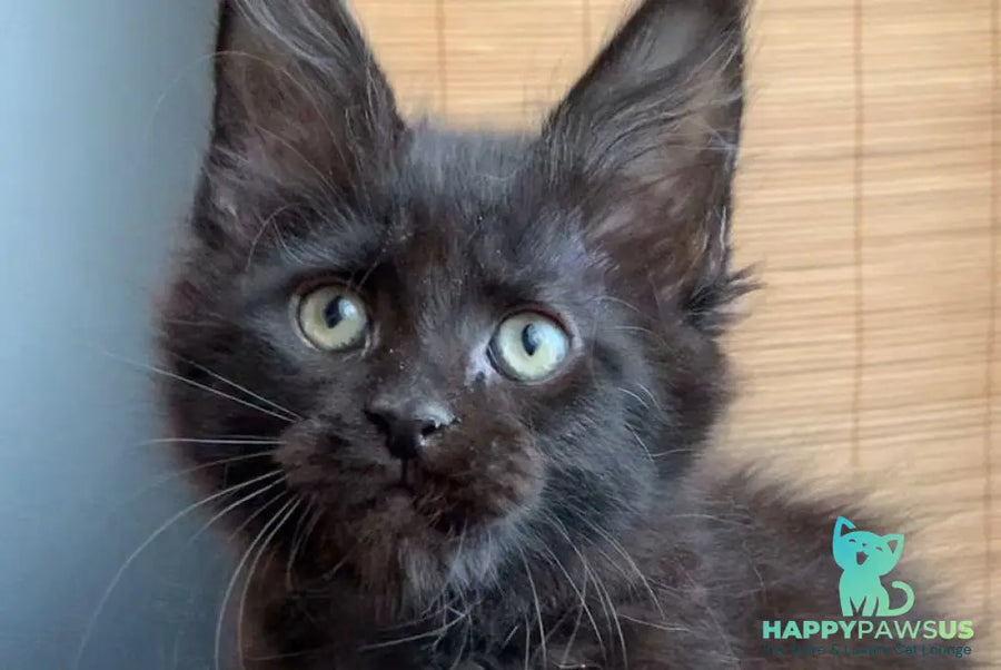 Indiana Maine Coon male black live animals