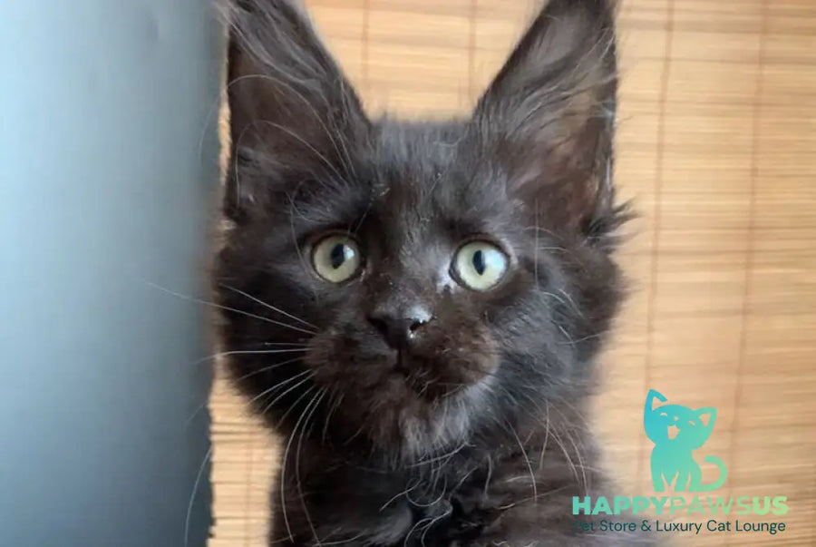 Indiana Maine Coon male black live animals