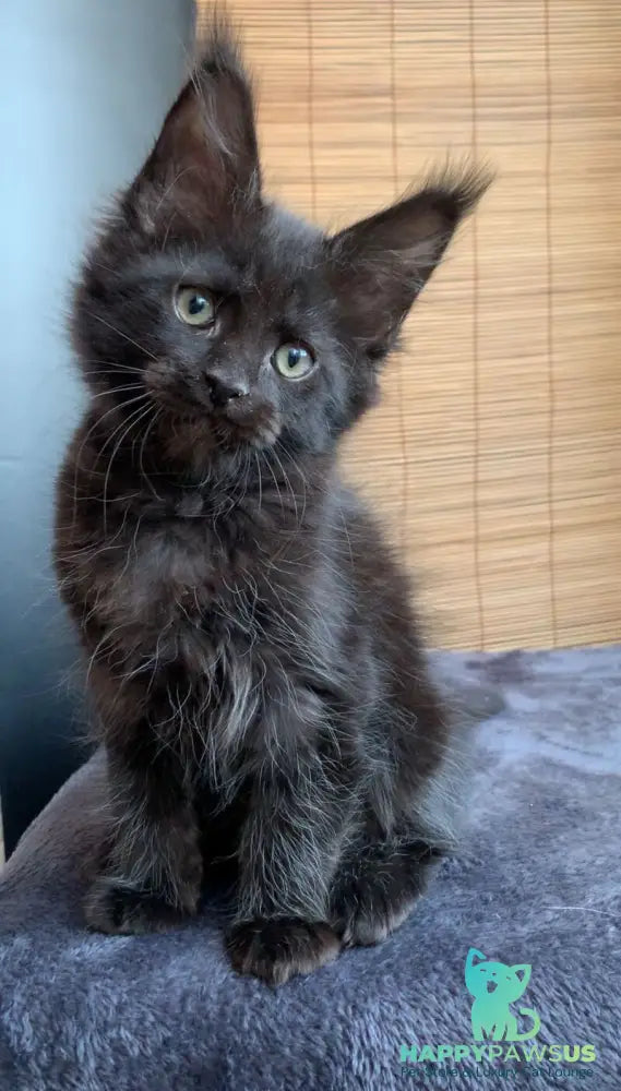 Indiana Maine Coon male black live animals