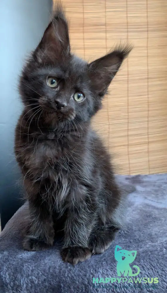 Indiana Maine Coon male black live animals