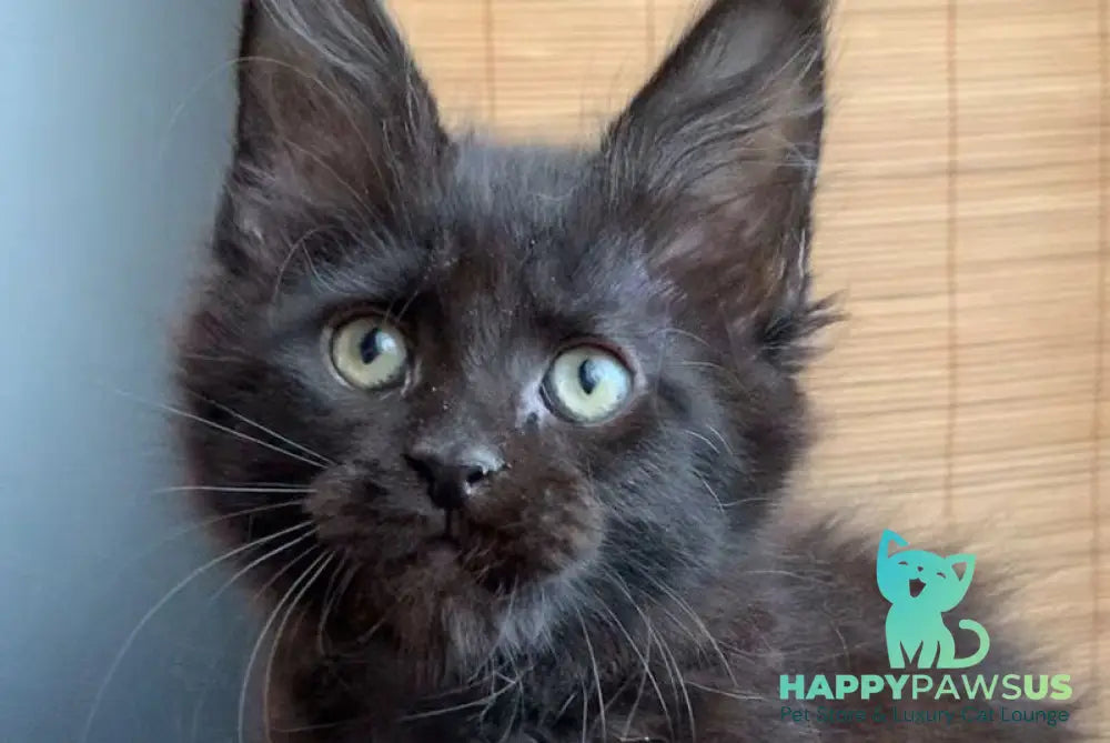Indiana Maine Coon male black live animals