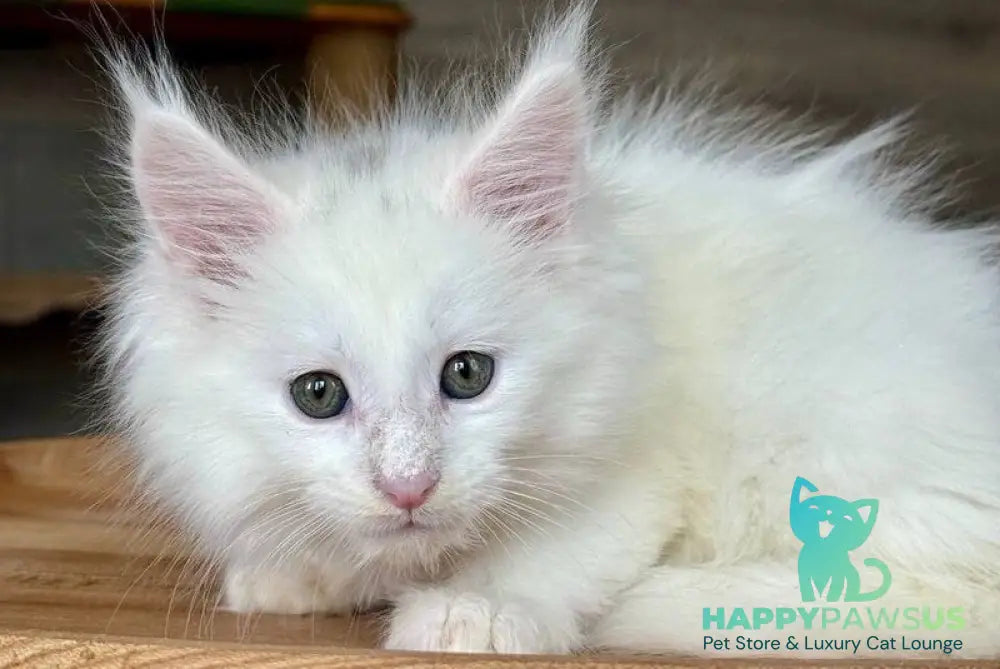 Indiana Maine Coon male white - live animals