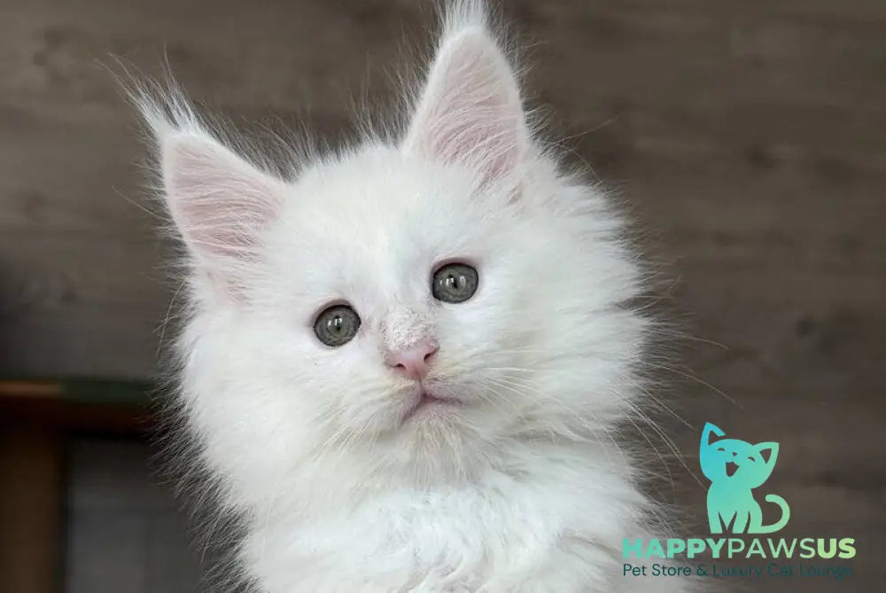 Indiana Maine Coon male white - live animals