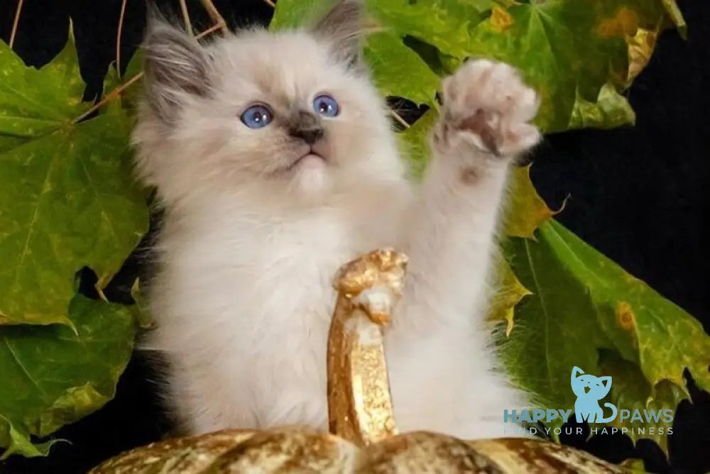 Indie Ragdoll male blue mitted live animals