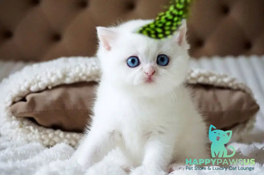 Indigo British Shorthair male black golden shaded van - live animals