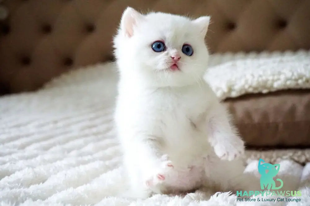 Indigo British Shorthair male black golden shaded van - live animals