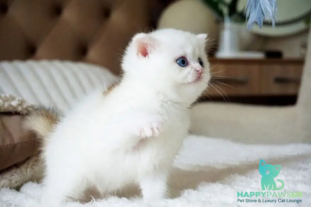 Indigo British Shorthair male black golden shaded van - live animals