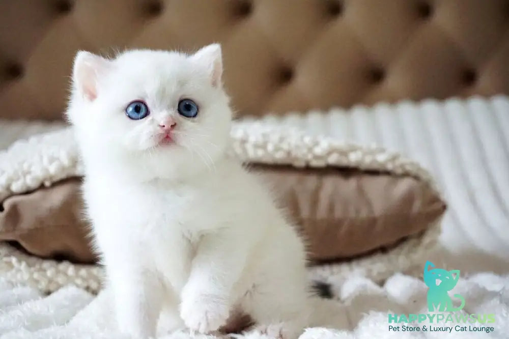 Indigo British Shorthair male black golden shaded van - live animals