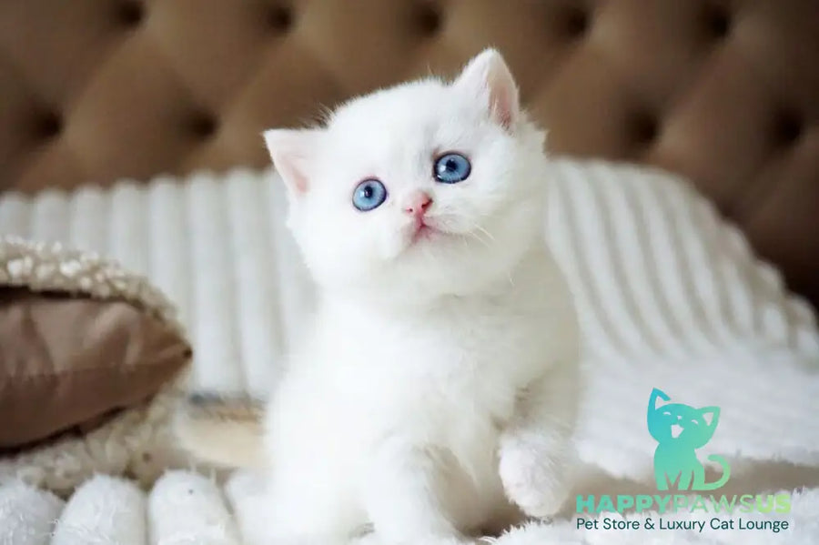 Indigo British Shorthair male black golden shaded van - live animals