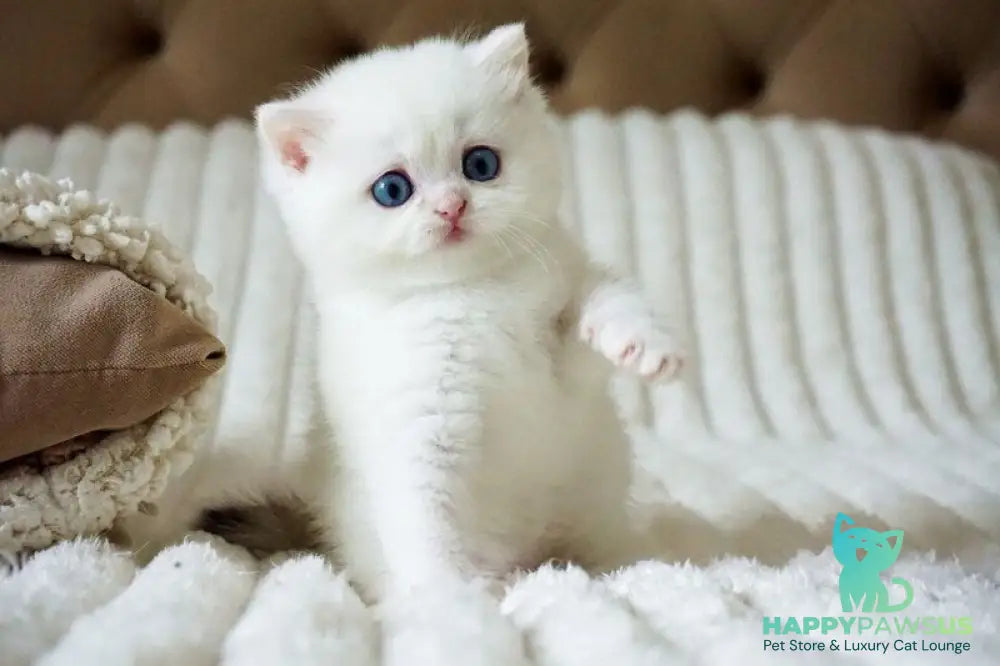 Indigo British Shorthair male black golden shaded van - live animals