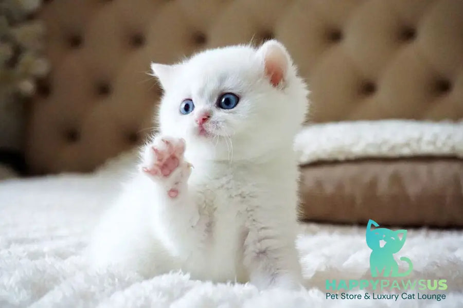 Indigo British Shorthair male black golden shaded van - live animals