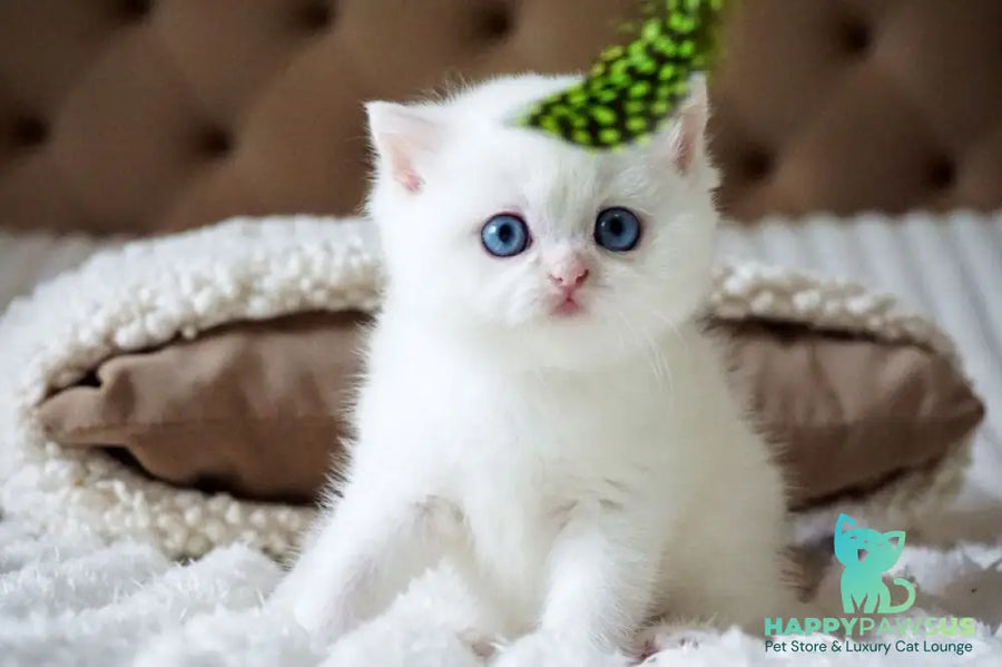 Indigo British Shorthair male black golden shaded van - live animals