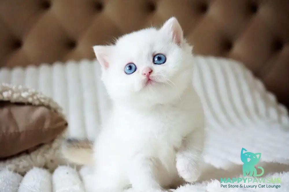 Indigo British Shorthair male black golden shaded van - live animals
