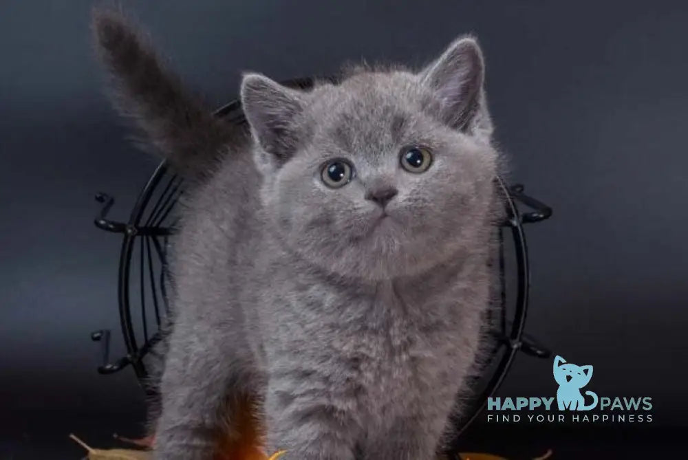 Indigo British Shorthair male blue live animals