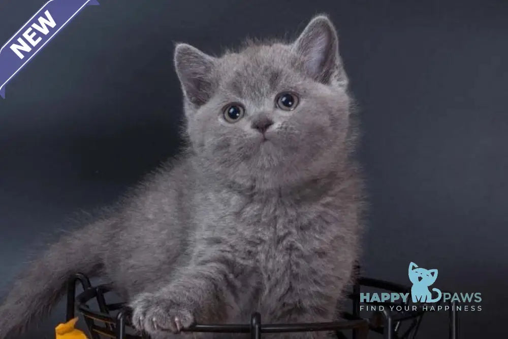 Indigo British Shorthair male blue live animals