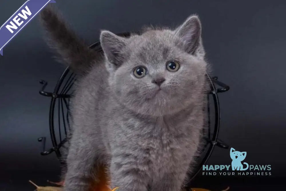 Indigo British Shorthair male blue live animals