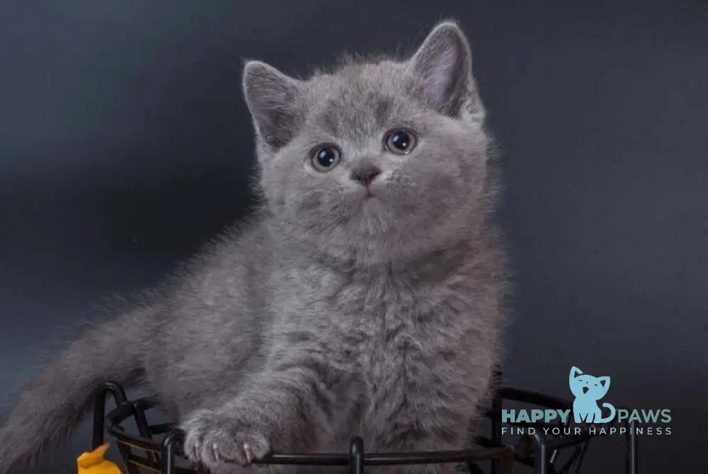 Indigo British Shorthair male blue live animals