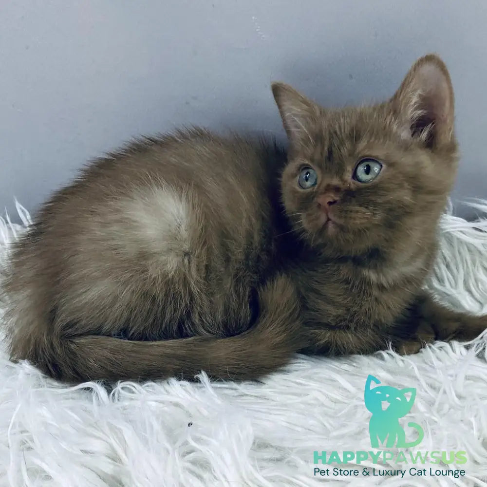 Indigo British Shorthair male cinnamon - live animals