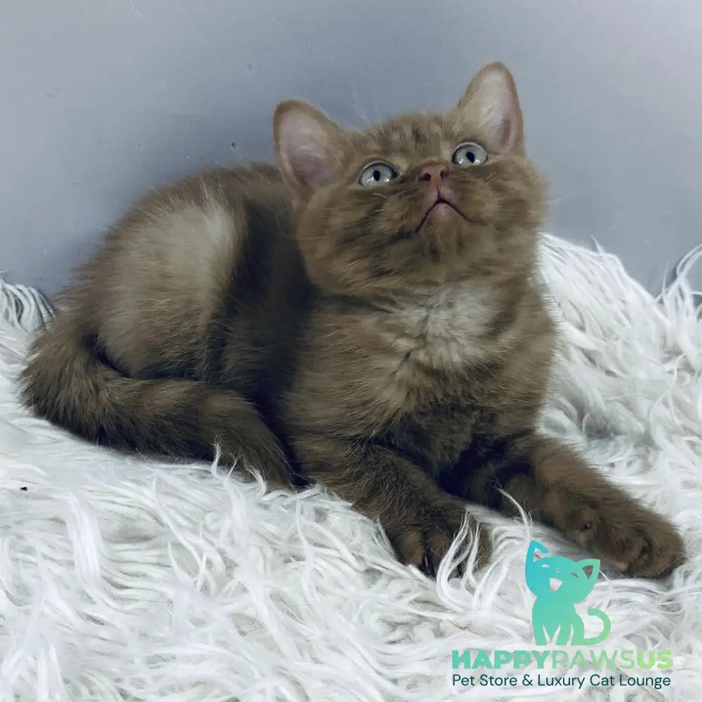 Indigo British Shorthair male cinnamon - live animals