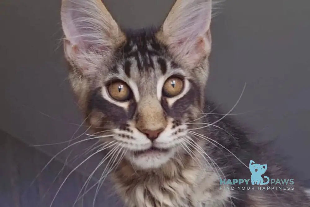 Indigo Maine Coon male black tabby live animals