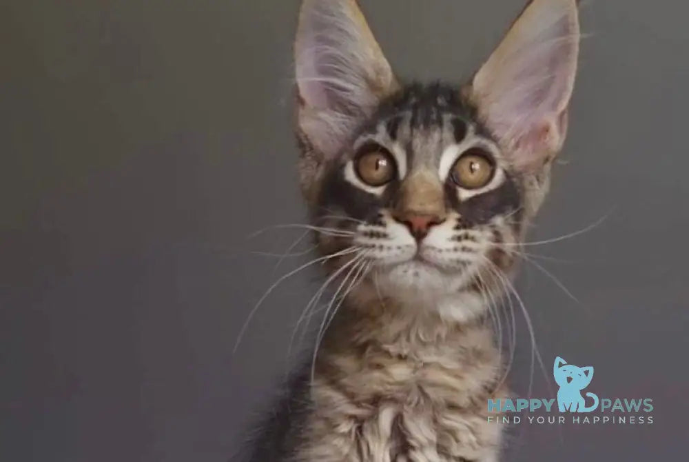 Indigo Maine Coon male black tabby live animals