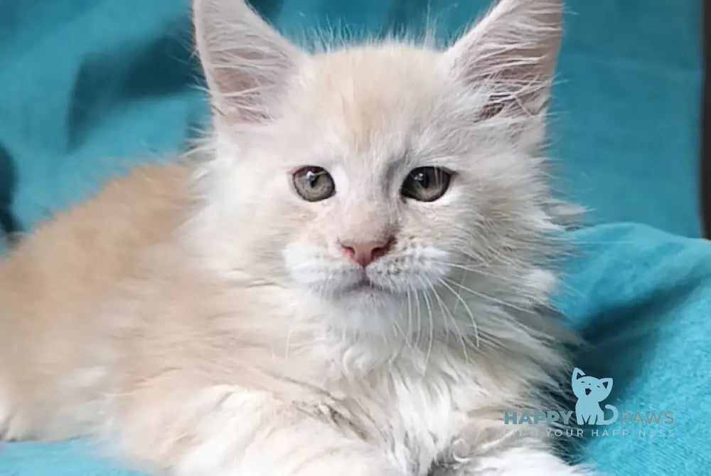 Indigo Maine Coon male cream smoke live animals