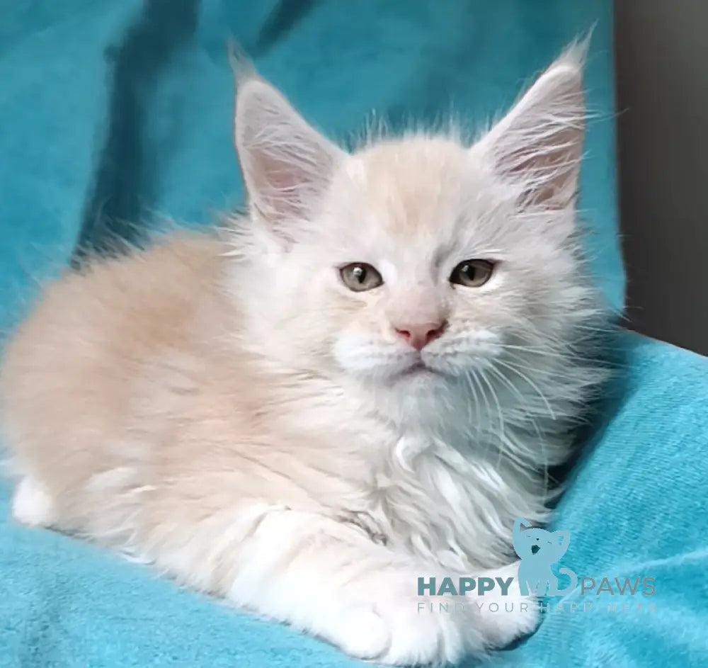 Indigo Maine Coon male cream smoke live animals