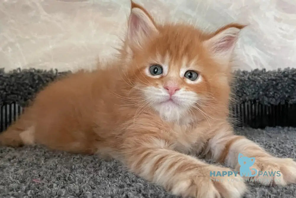 Indigo Maine Coon male red tabby live animals