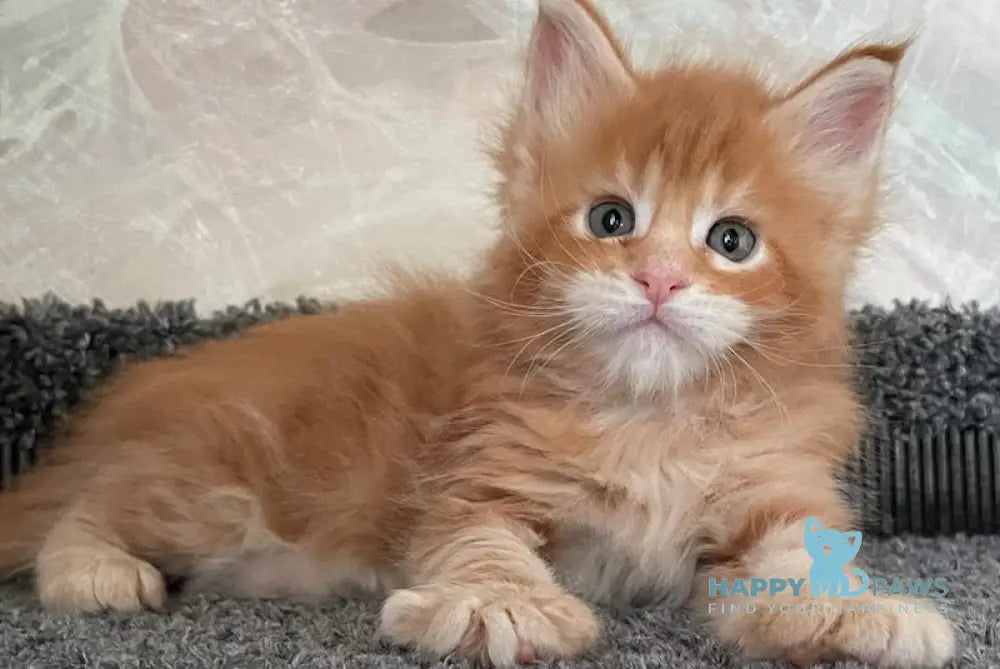 Indigo Maine Coon male red tabby live animals