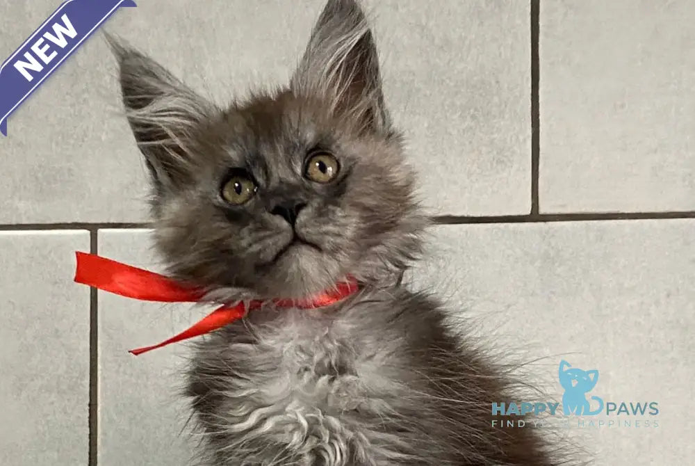 Indonesia Maine Coon polydactyl female black silver live animals