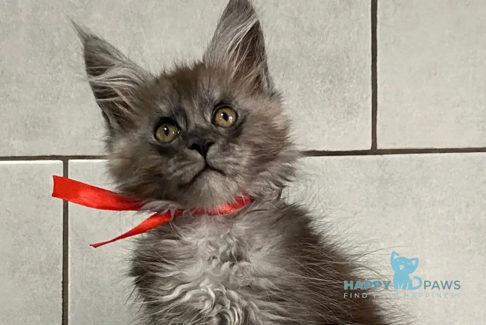 Indonesia Maine Coon polydactyl female black silver live animals