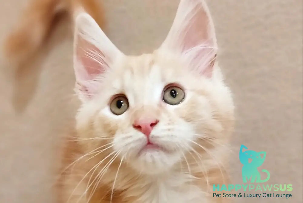 Indy Maine Coon male red silver tabby live animals