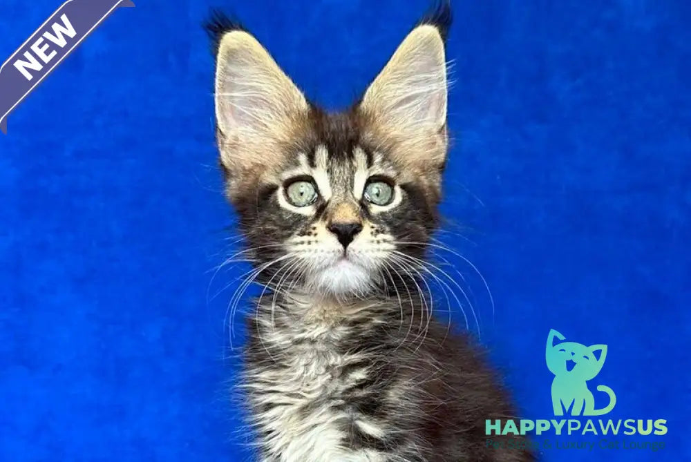 Indy Maine Coon polydactyl male black tabby - live animals
