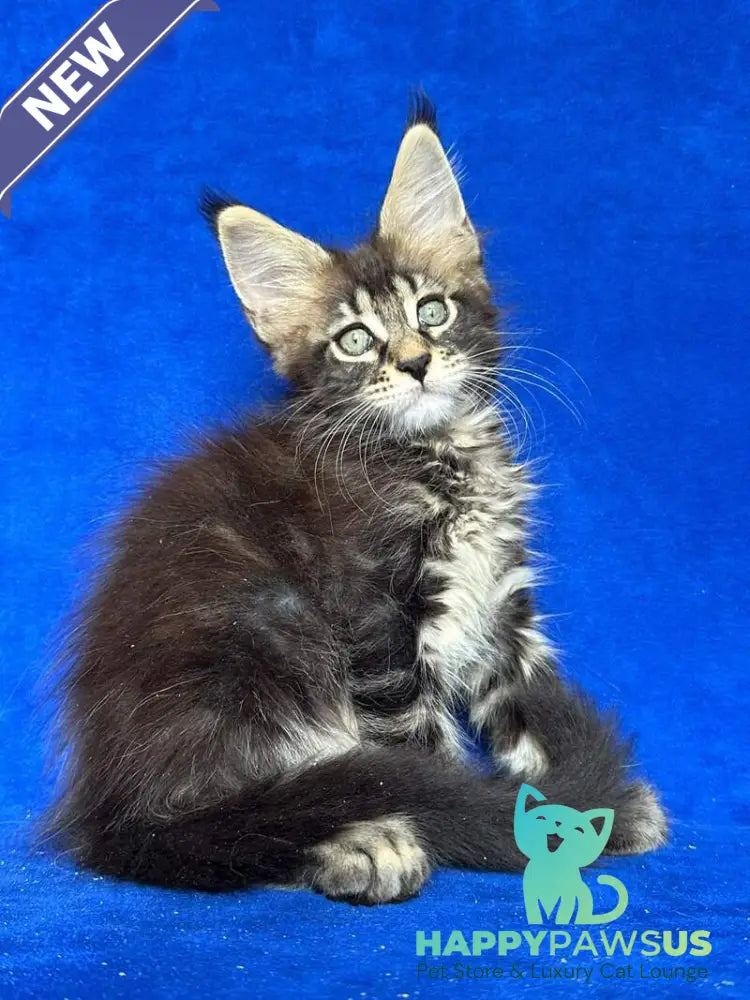 Indy Maine Coon polydactyl male black tabby - live animals