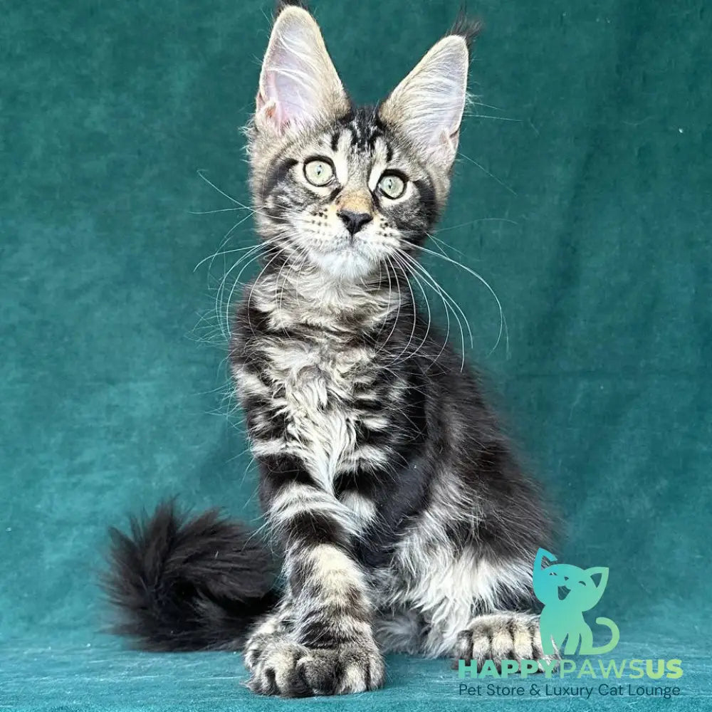 Indy Maine Coon polydactyl male black tabby - live animals
