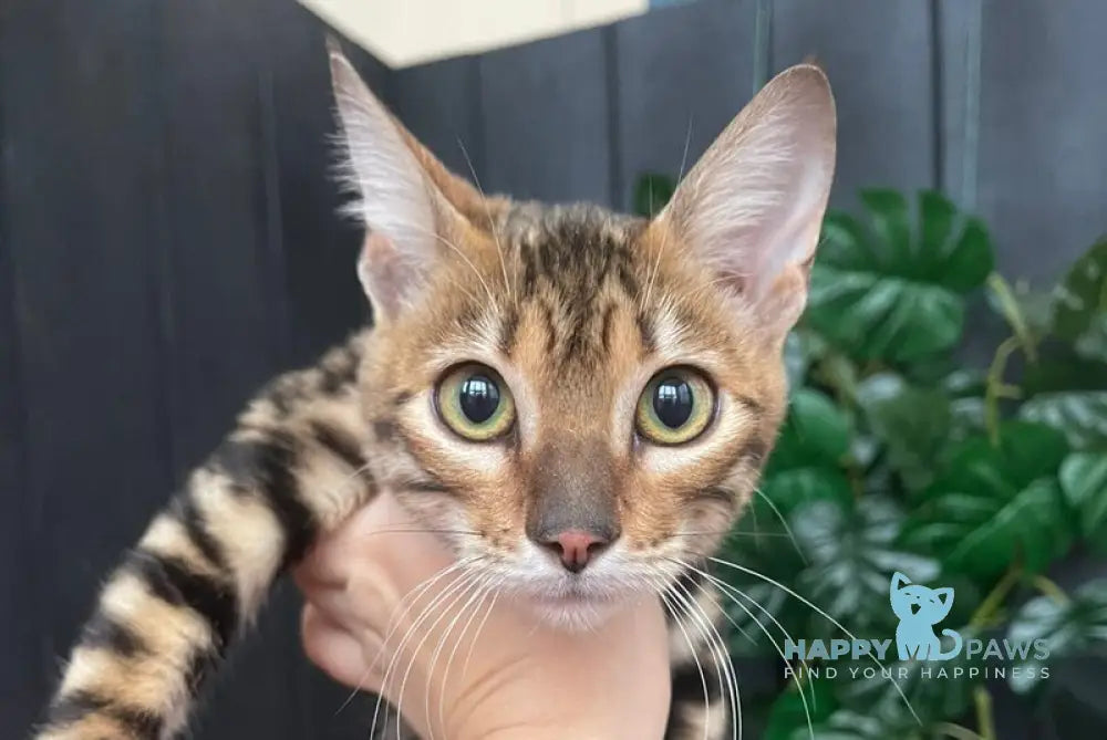 Indy Toyger female black tabby live animals