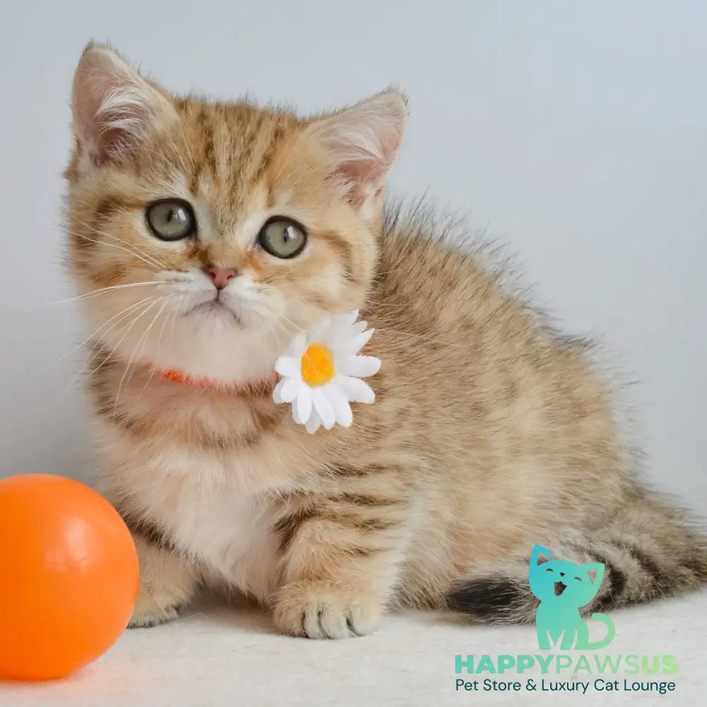 Ines Munchkin female black golden spotted tabby - live animals