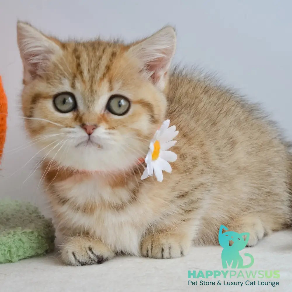 Ines Munchkin female black golden spotted tabby - live animals